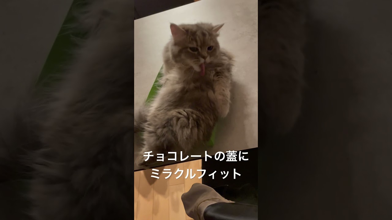 箱にフィットしすぎたラガマフィンの子供 #猫のいる暮らし #ラガマフィン #子猫動画