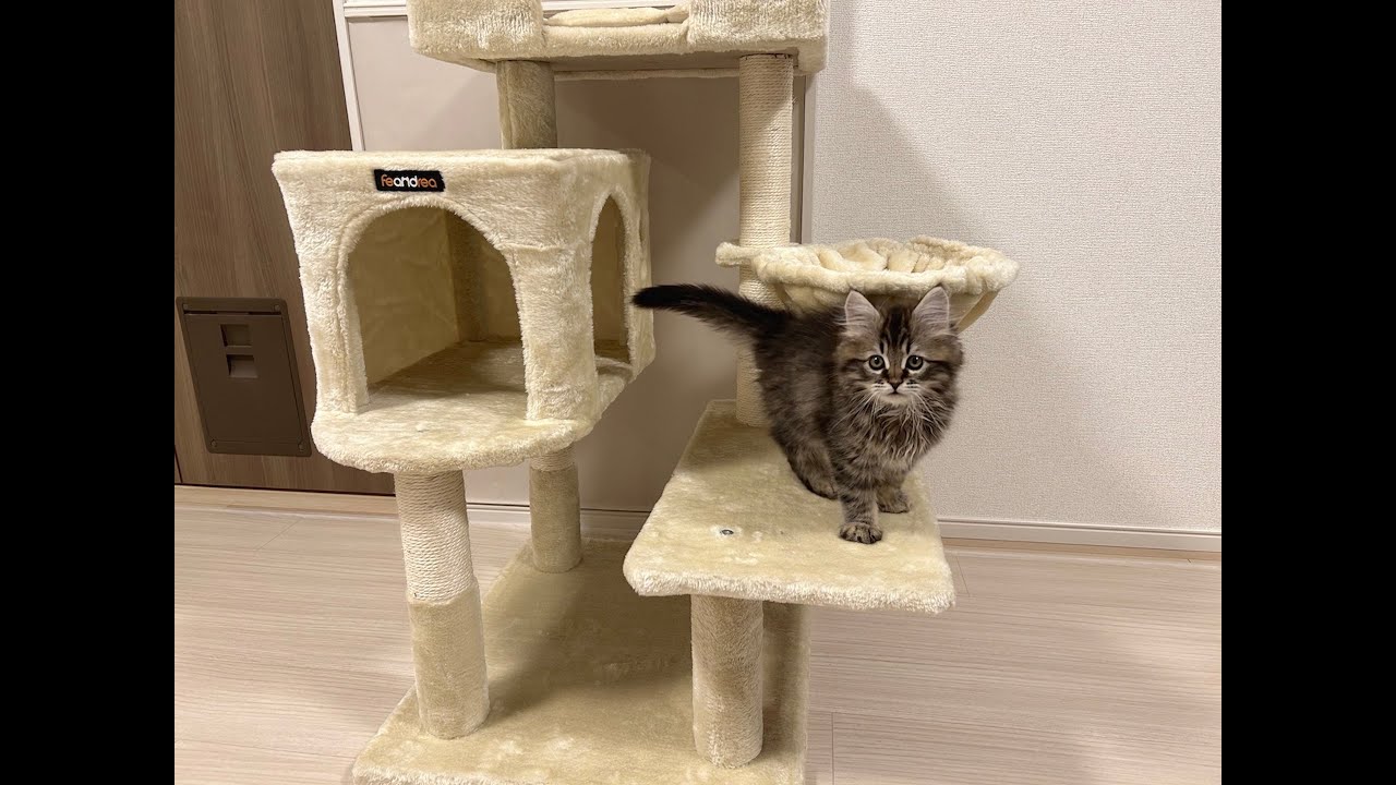 キャットタワーをプレゼントしたら・・・/サイベリアンの男の子