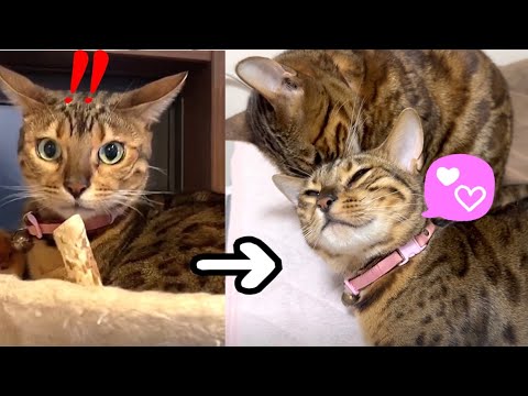 実家に怯えるお嬢猫がママ猫に甘えまくっております