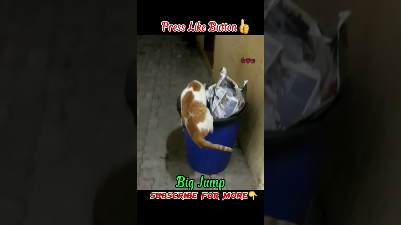 Cute Brown cat Big Jump / Cat videos / White and Brown cat / Big cat / #shorts