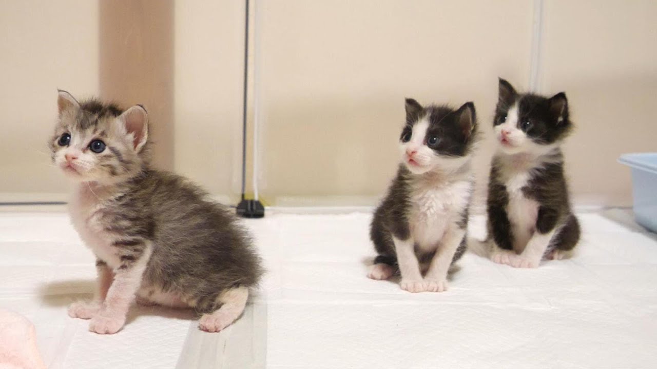 仲良くミルクの順番待ちをする子猫たち【赤ちゃん猫　保護猫】