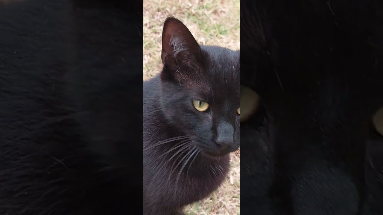 Meet the Adorable Kitten Who Says Hello!