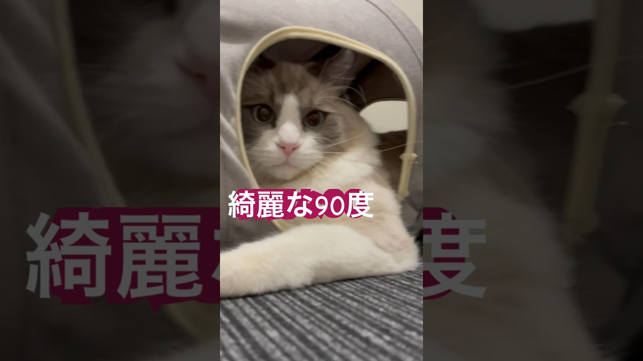 綺麗な90度を決め込む末っ子ラグドール🐈 #cat #猫 #ラグドール #ragdoll #ねこのいる生活 #shorts
