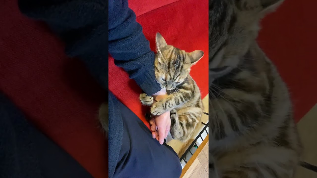 腕にしがみついて来るマンチカンの子猫が可愛い　#short
