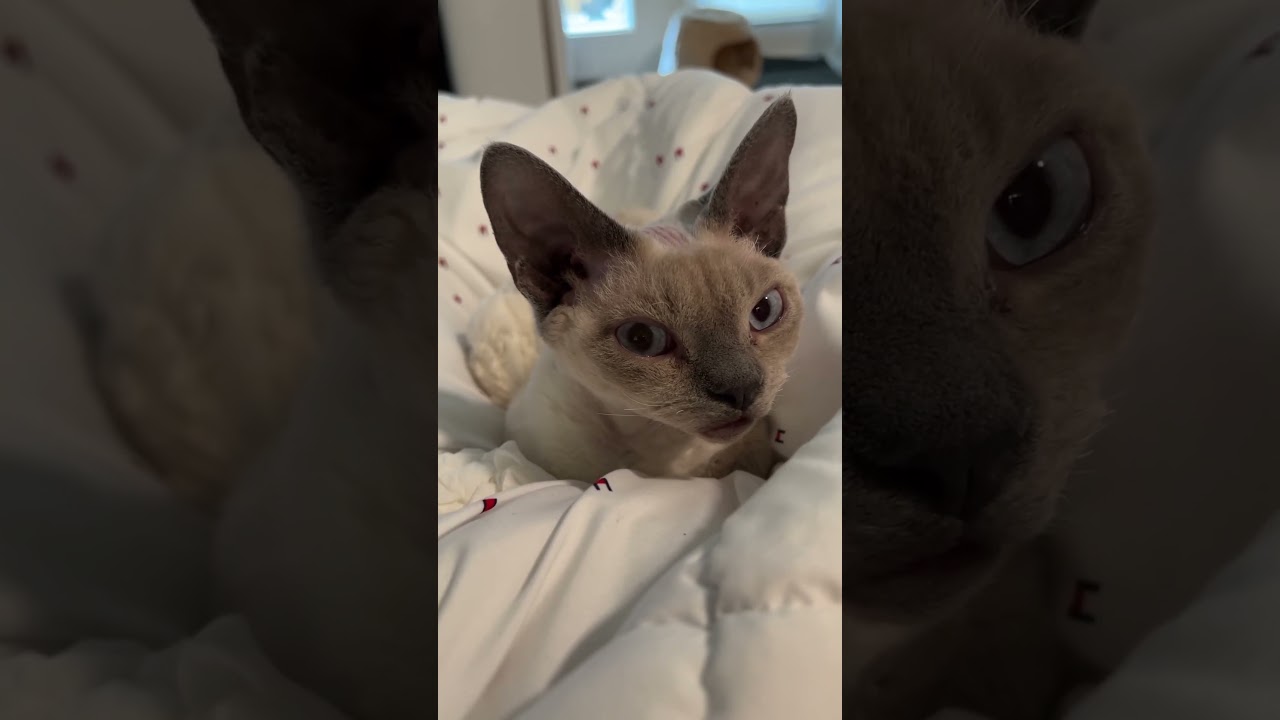 When Someone Wakes You Up From A Good Dream #shorts #devonrex