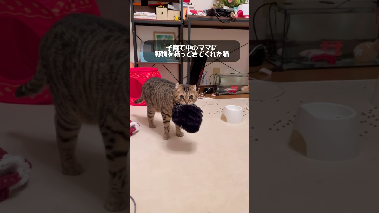 子育てをしてる飼い主に獲物を持ってきてくれたまん丸猫