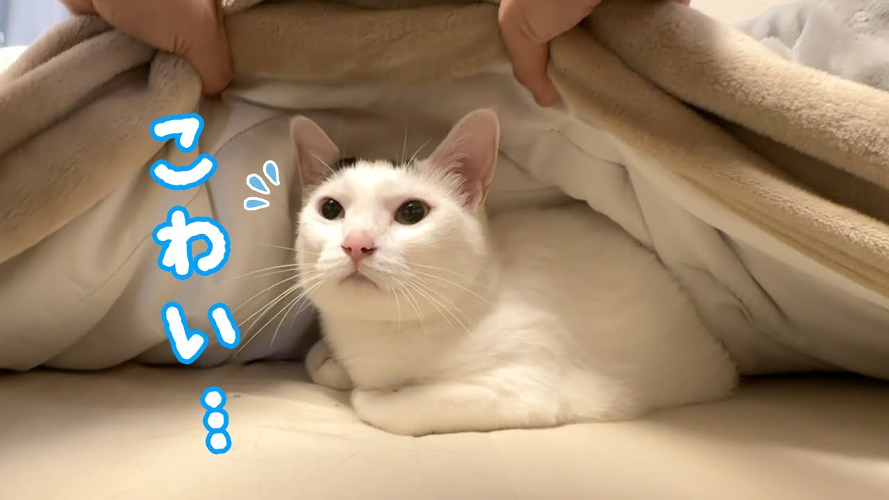 掃除機を使ってないのにチロさんが警戒しまくる理由…