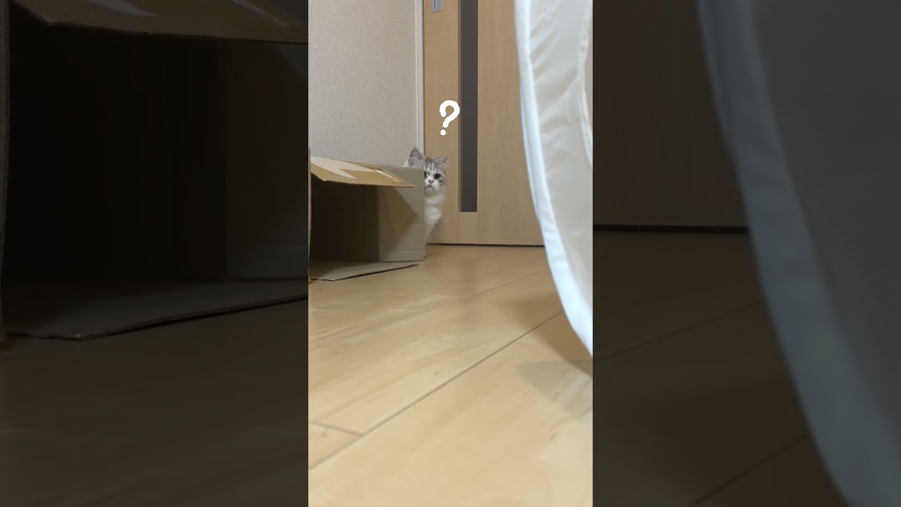 にょきっと登場マンチカン！