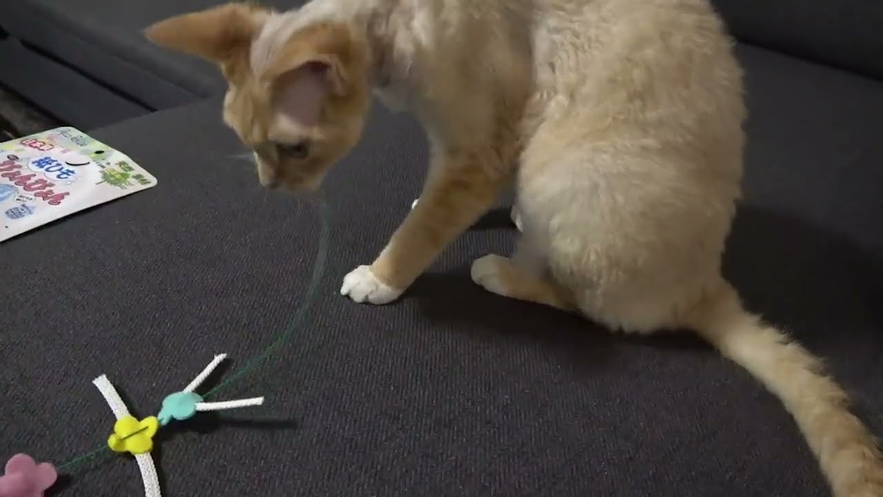 歯磨き猫じゃらしをプレゼントにもらったデボンレックス猫です。(Devon Rex cat gets a present of dental care toy)
