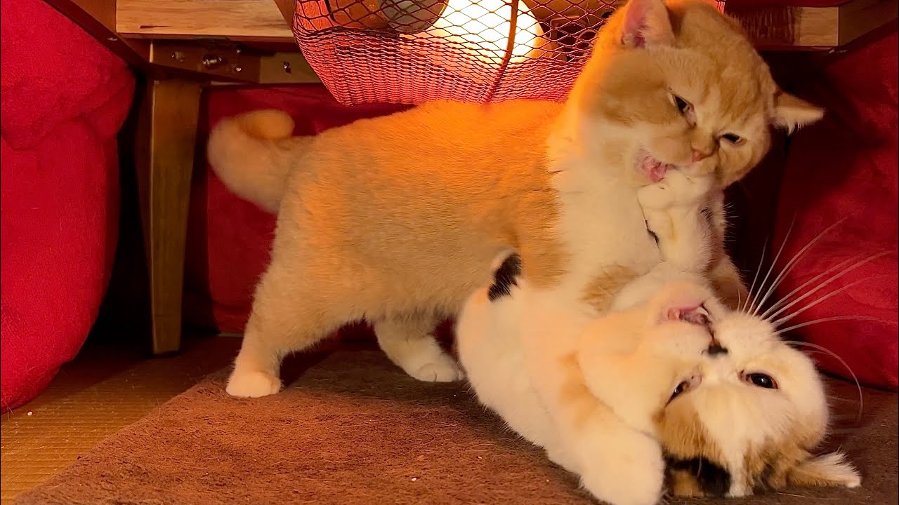 こたつの中のぞいたら揉めてた
