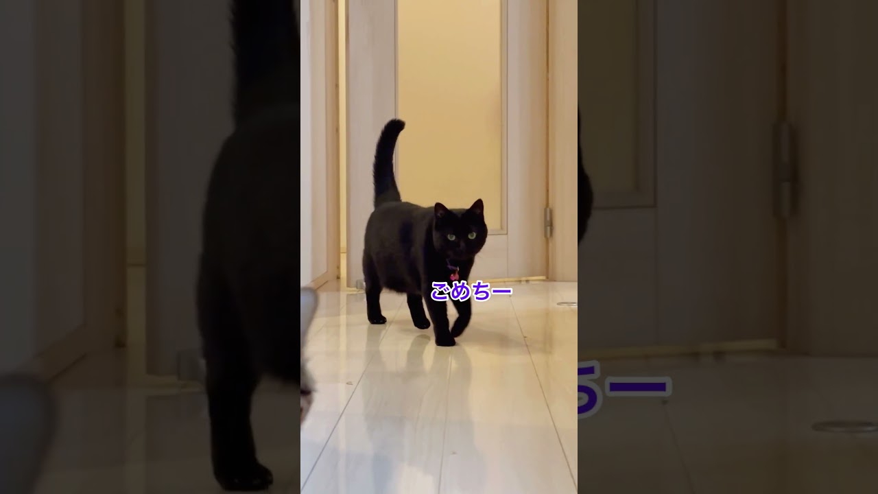 怒っても脱走を諦めない黒猫さん🐈‍⬛ #shorts
