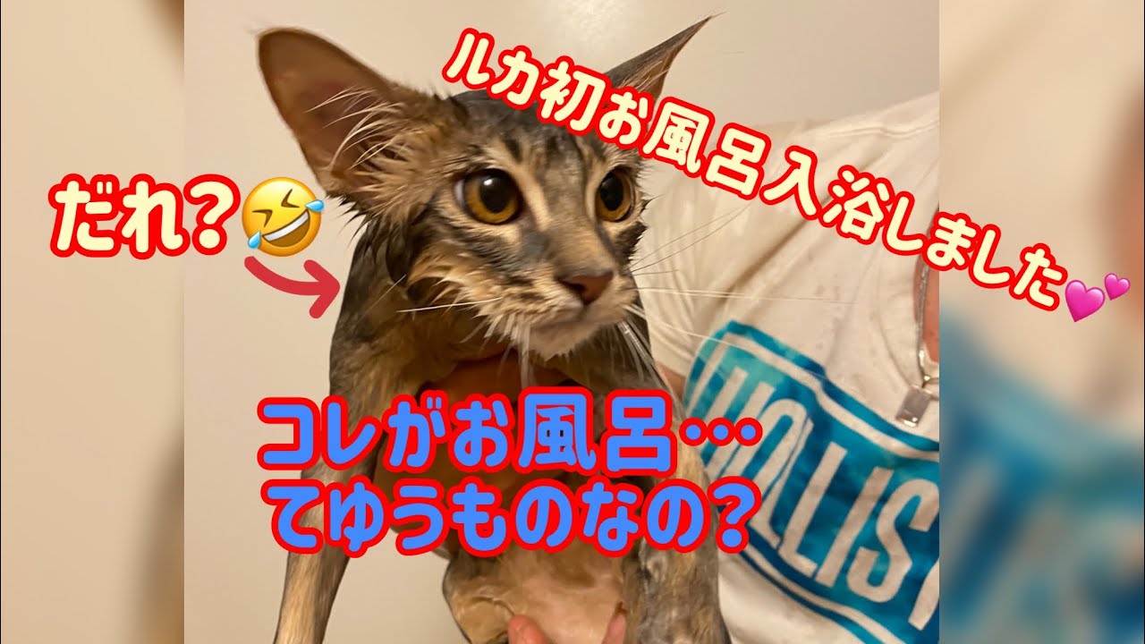 ソマリの子猫ルカが生まれて初めてのお風呂体験！【かわいい、癒し】