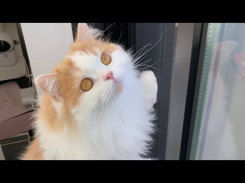 イタズラが見つかった時の猫の反応がw #Shorts