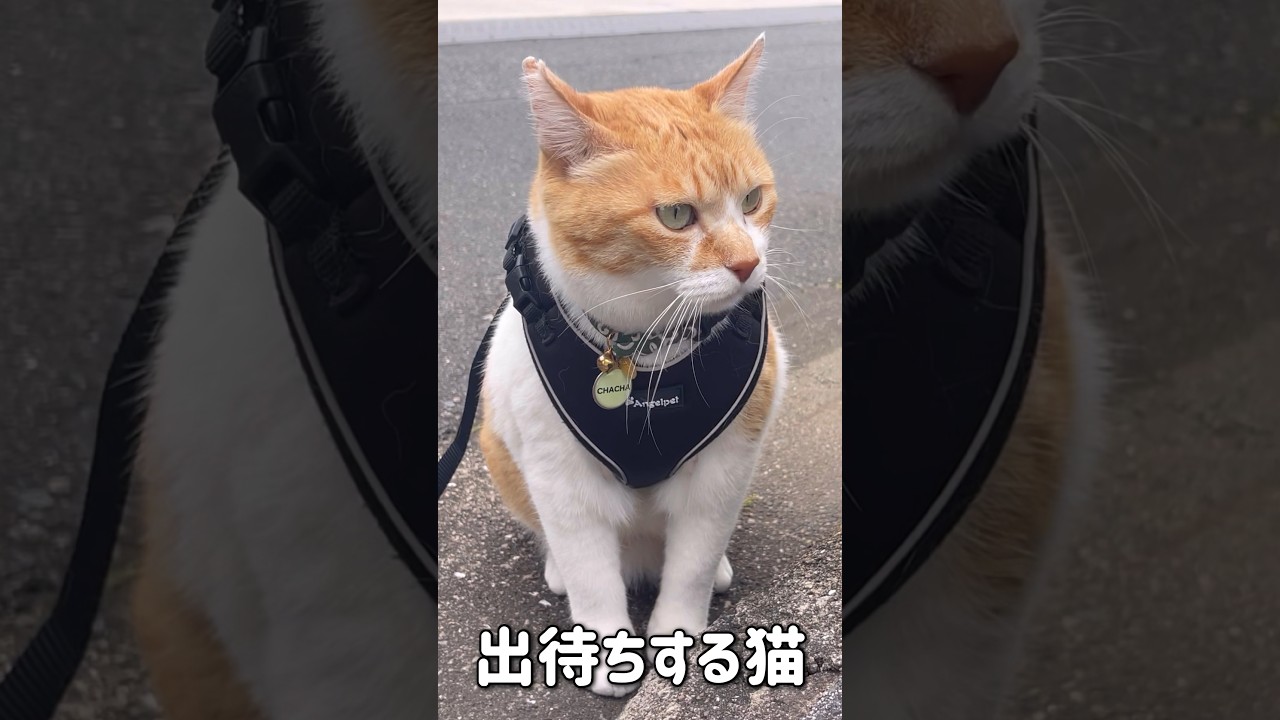 ボス猫を出待ちする元野良猫　#元野良猫チャチャ #shorts