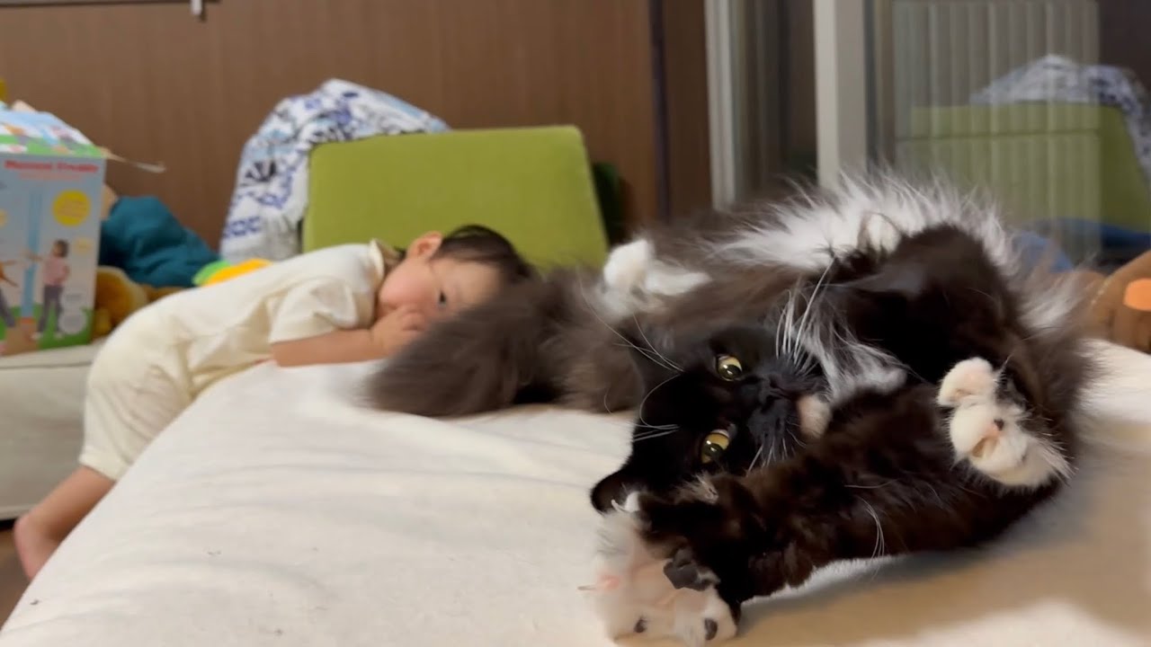赤ちゃんについてこられ、ついていく猫　ノルウェージャンフォレストキャット　ラガマフィンA cat that together. Norwegian Forest Cat. Ragamuffin