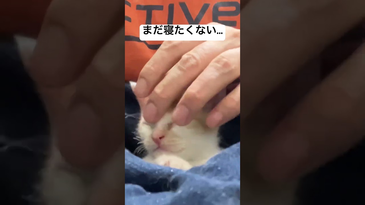 まだ寝たくない子猫を寝かしつけた結果… #cat #猫 #kitten #保護猫 #子猫 #ねこ #animal #babycat #こねこ #cute #shorts