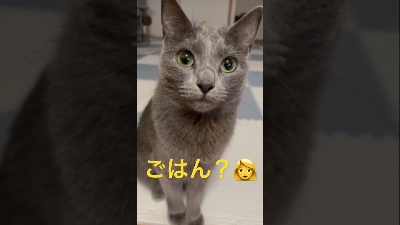 ご飯が欲しくて可愛いドアップな猫（ロシアンブルー）#shorts