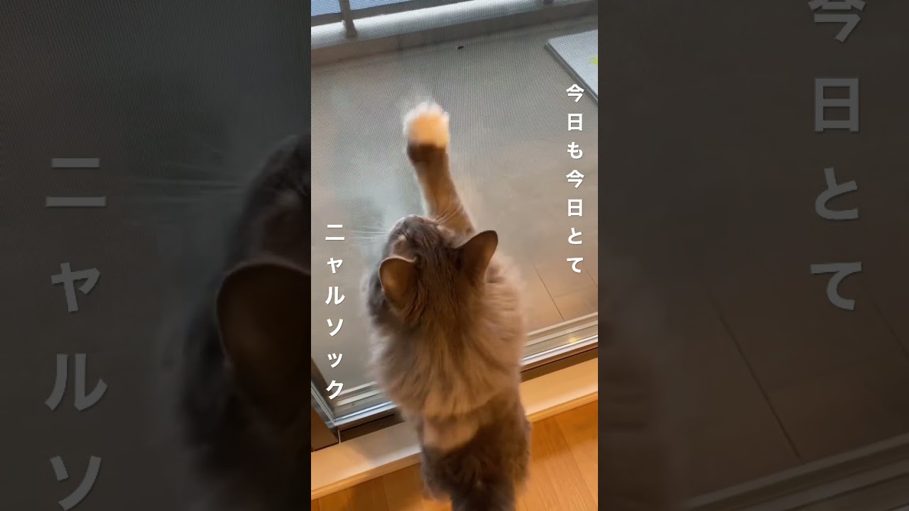 ニャルソック中に虫を発見した猫#shorts #ニャルソック#メインクーン