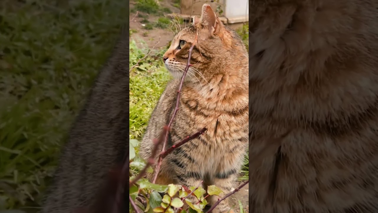 A cute brown cat 🙀