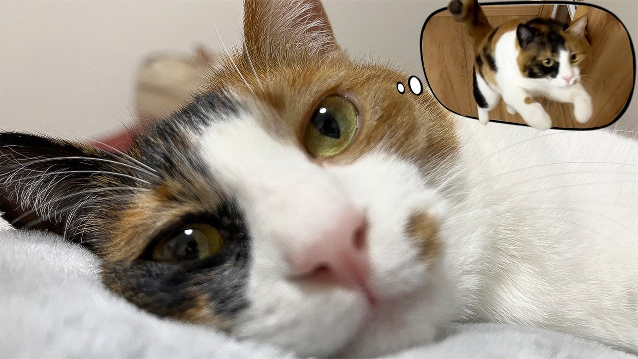 飼い主が好きすぎて何度も何度も会いに来る猫が可愛すぎましたｗｗｗ