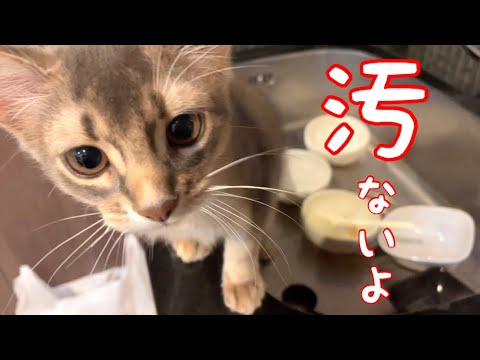 【癒し閲覧注意】お母さん台所も綺麗にしてよ❣️【ソマリ】