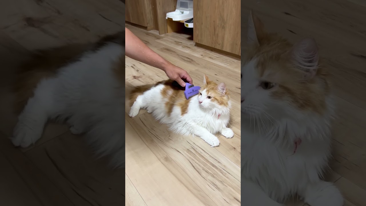 ブラッシングされる猫#shorts 【マリー（メインクーン）】