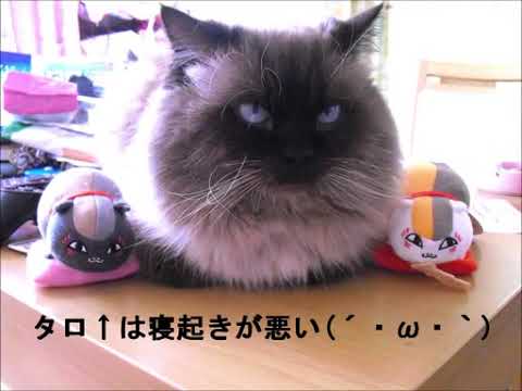 【タロさん】寝起きが悪い （ヒマラヤン猫）