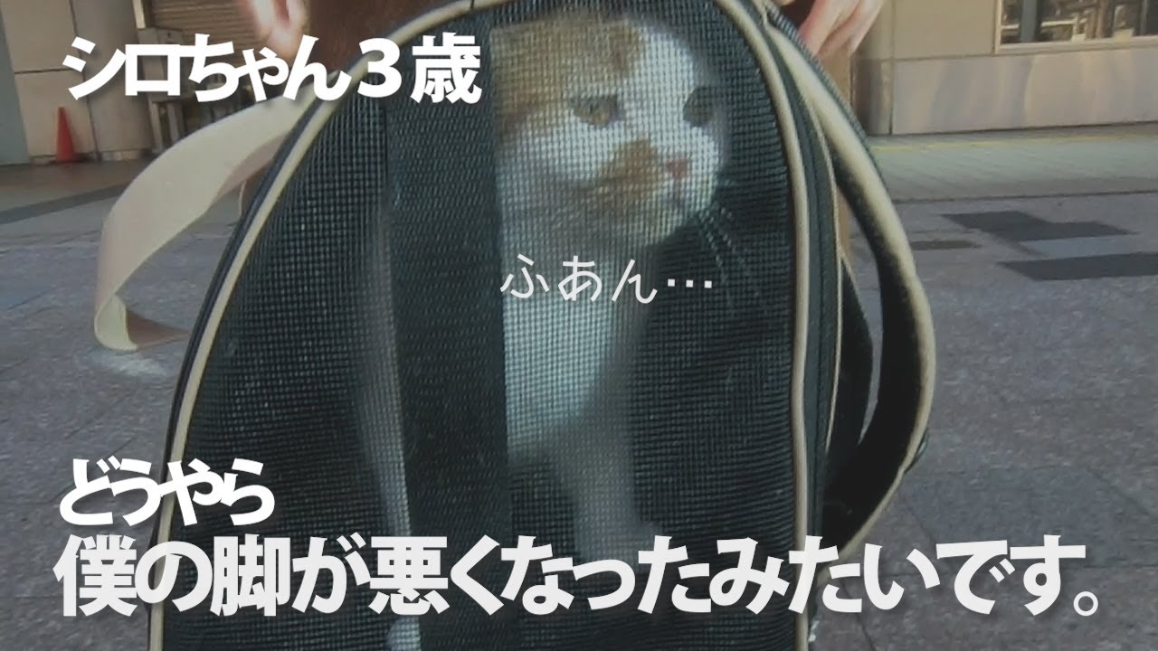 シロちゃんの骨軟骨異形成症が悪化しました。/スコティッシュフォールド