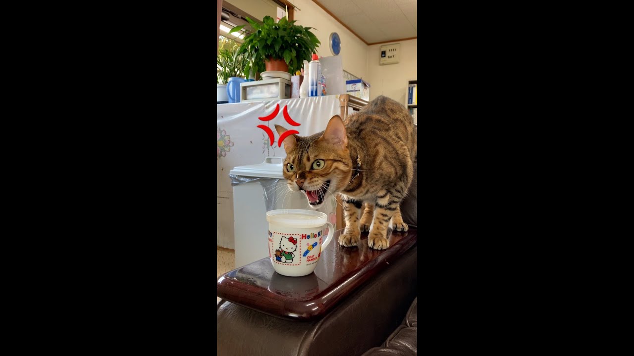 【ブチ切れ💢】祖母にだけ強い猫