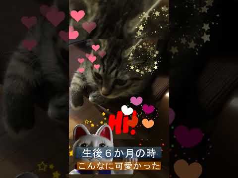 子猫の七年後、こんなに綺麗になった！＃shorts
