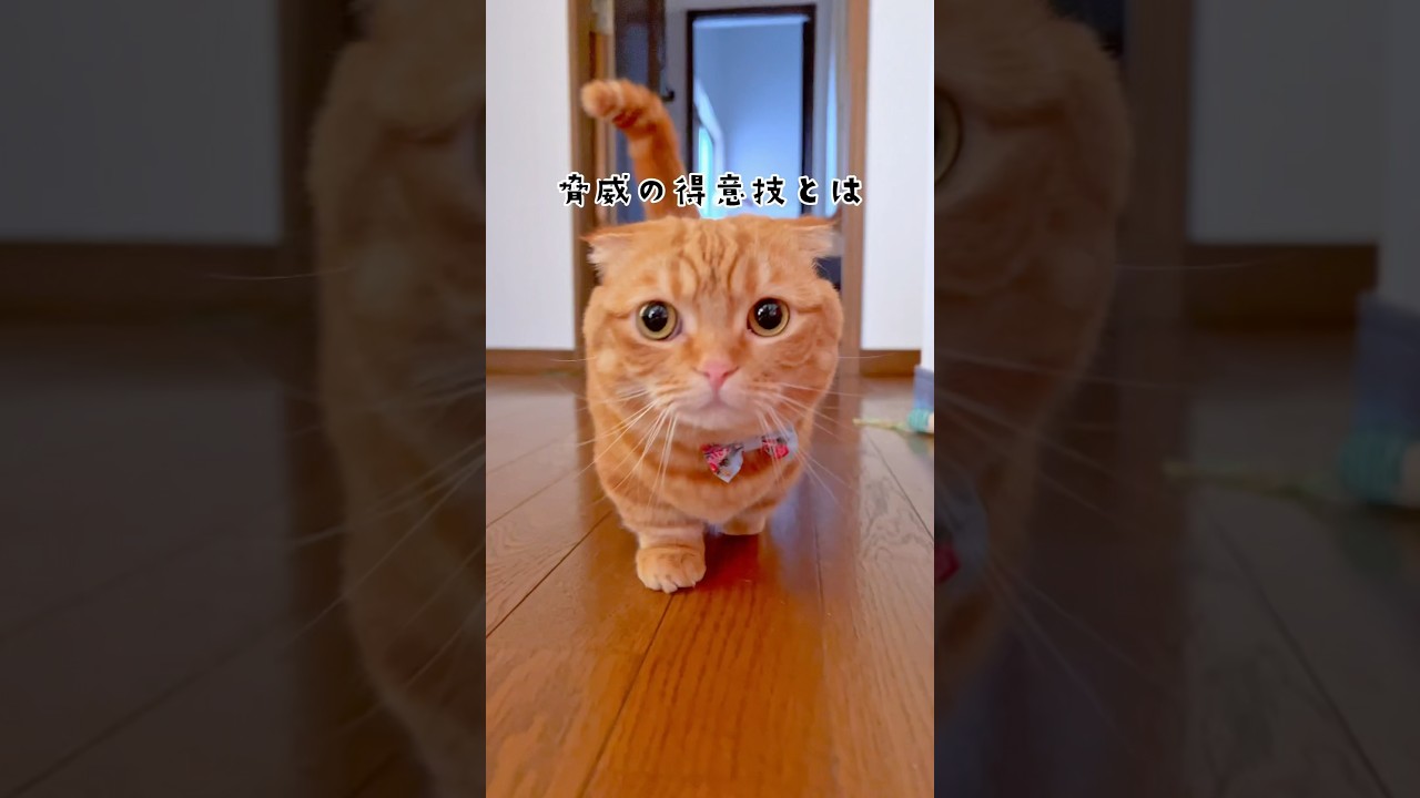 脅威の得意技を持つ短足猫がかわいい