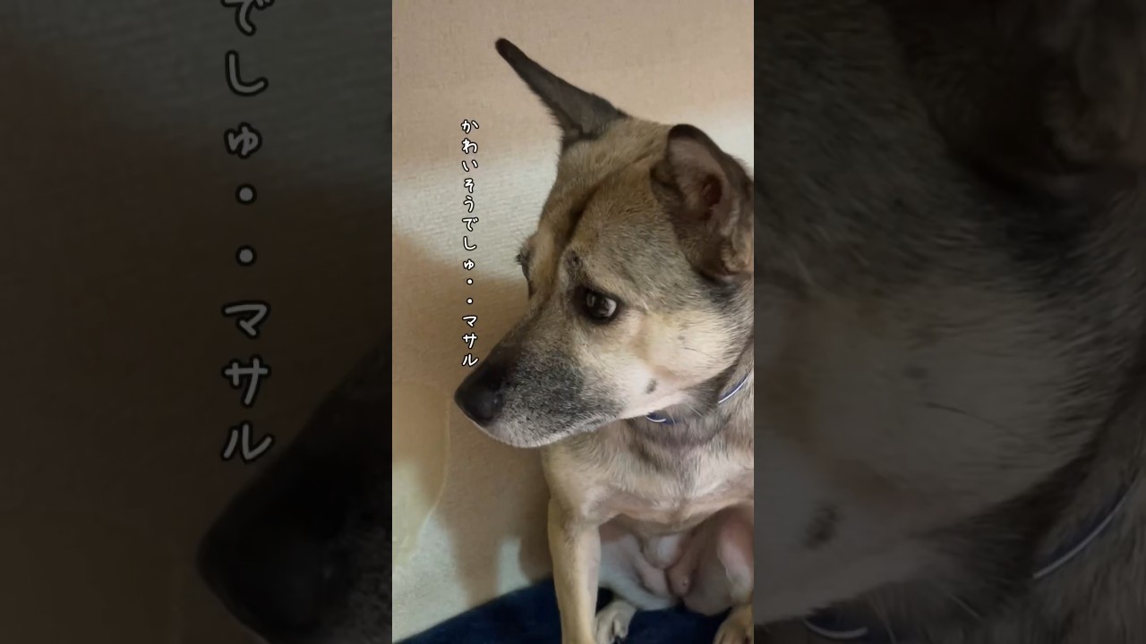 【虐待された犬アッチャン】置き去りにされ捨てられた猫。#shorts