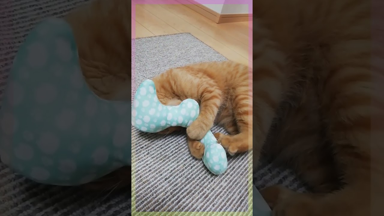 ちゃっぴー〔409〕猫と蹴りぐるみ#shorts #cat #スコティッシュフォールド #茶トラ