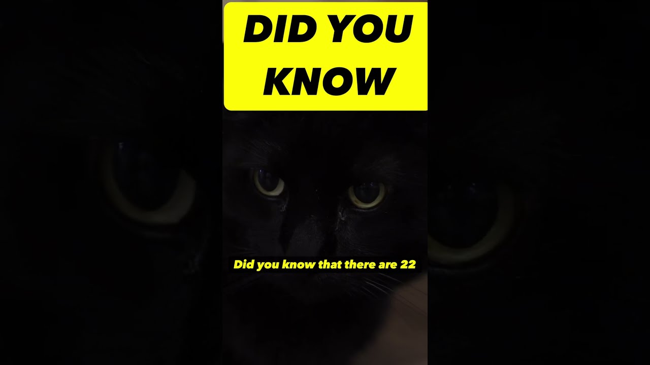 The only all black cat is the Bombay Cat #shorts
