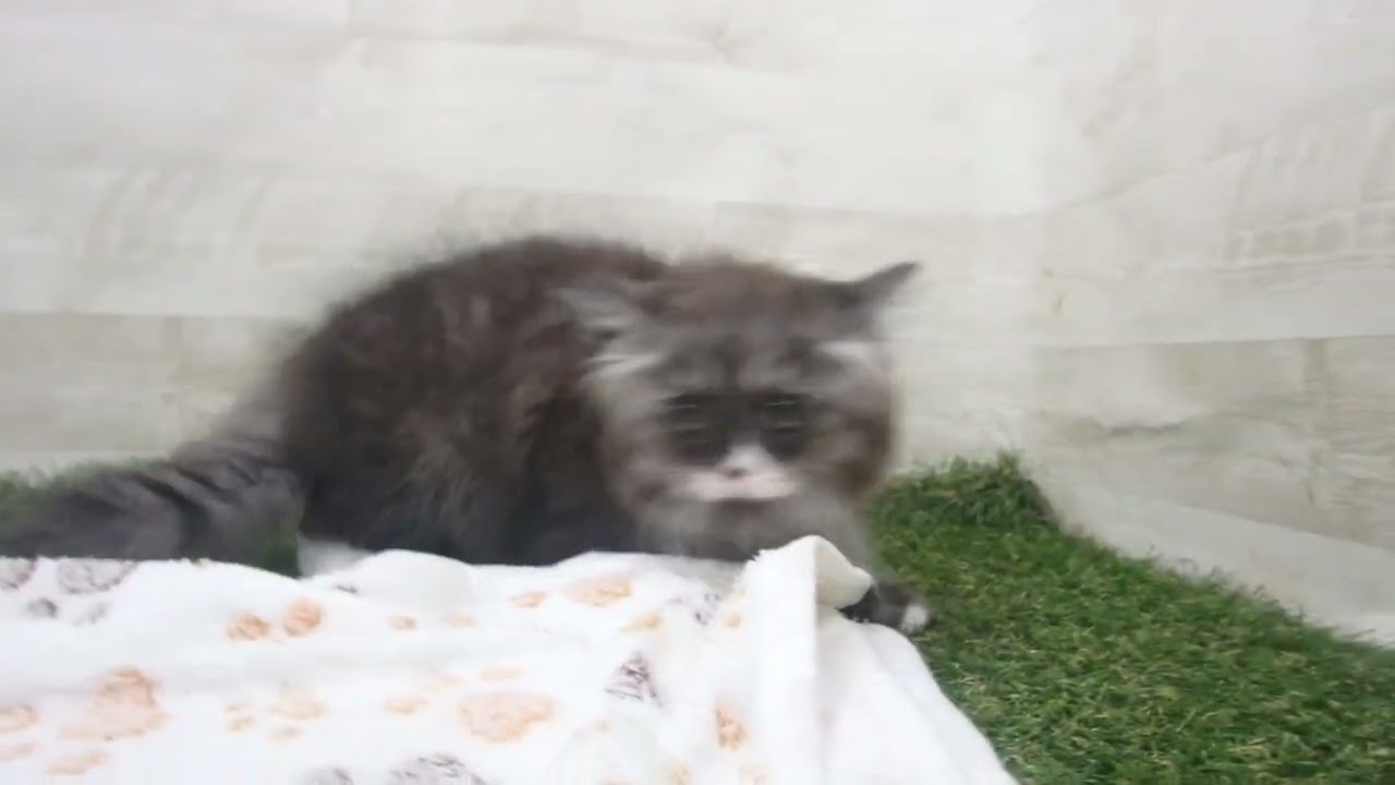 Coo&RIKU　No00637803 ラガマフィン