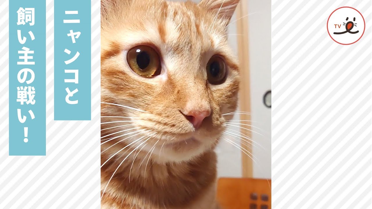 ティッシュ取りゲーム開始❗️👊 飼い主とゲームを楽しむニャンコ🐱🎶 【PECO TV】
