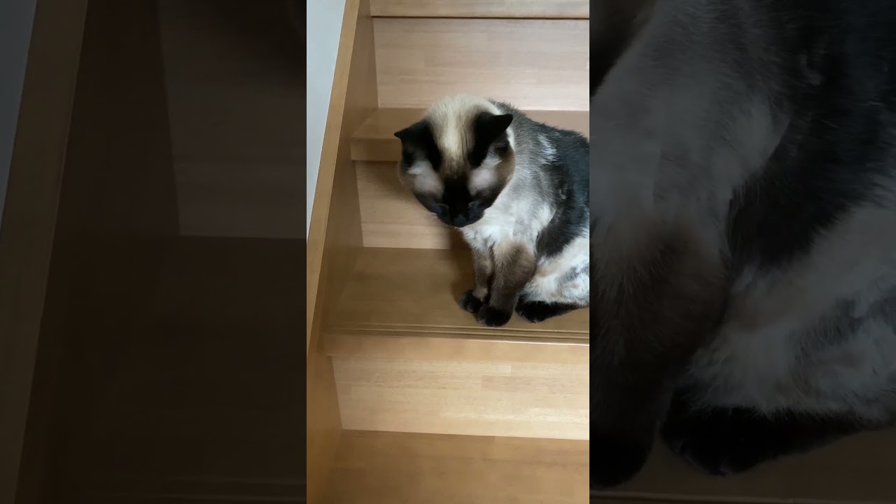 【2023.06.06】今日のシャム猫のふくさん（音無し）【たぬき猫】 #shorts