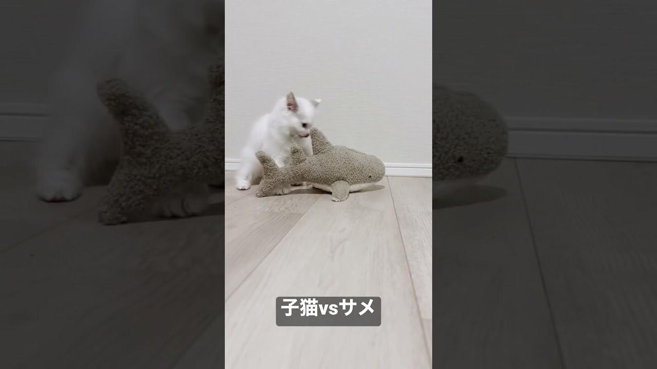 Vlog #4｜子猫vsサメ #shorts #テミー #ラグドール #猫 #子猫 #アンダーテール
