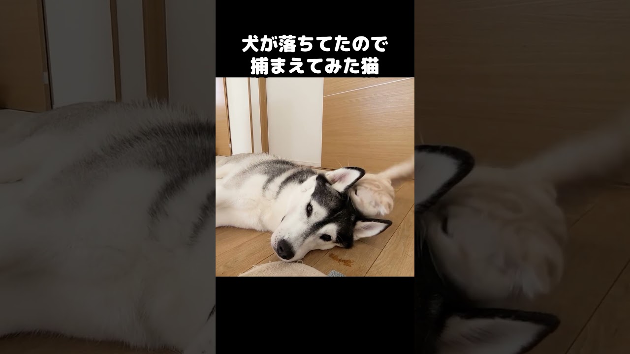 犬が落ちてたので捕まえた猫がこうなった...#shorts