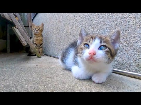 軒先で休む子猫の兄弟がかわい過ぎる