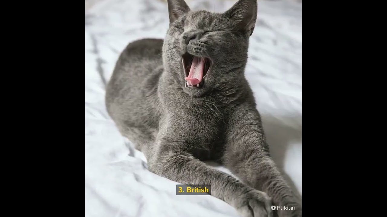 Top9 Most Beautiful Cat Breeds#shorts