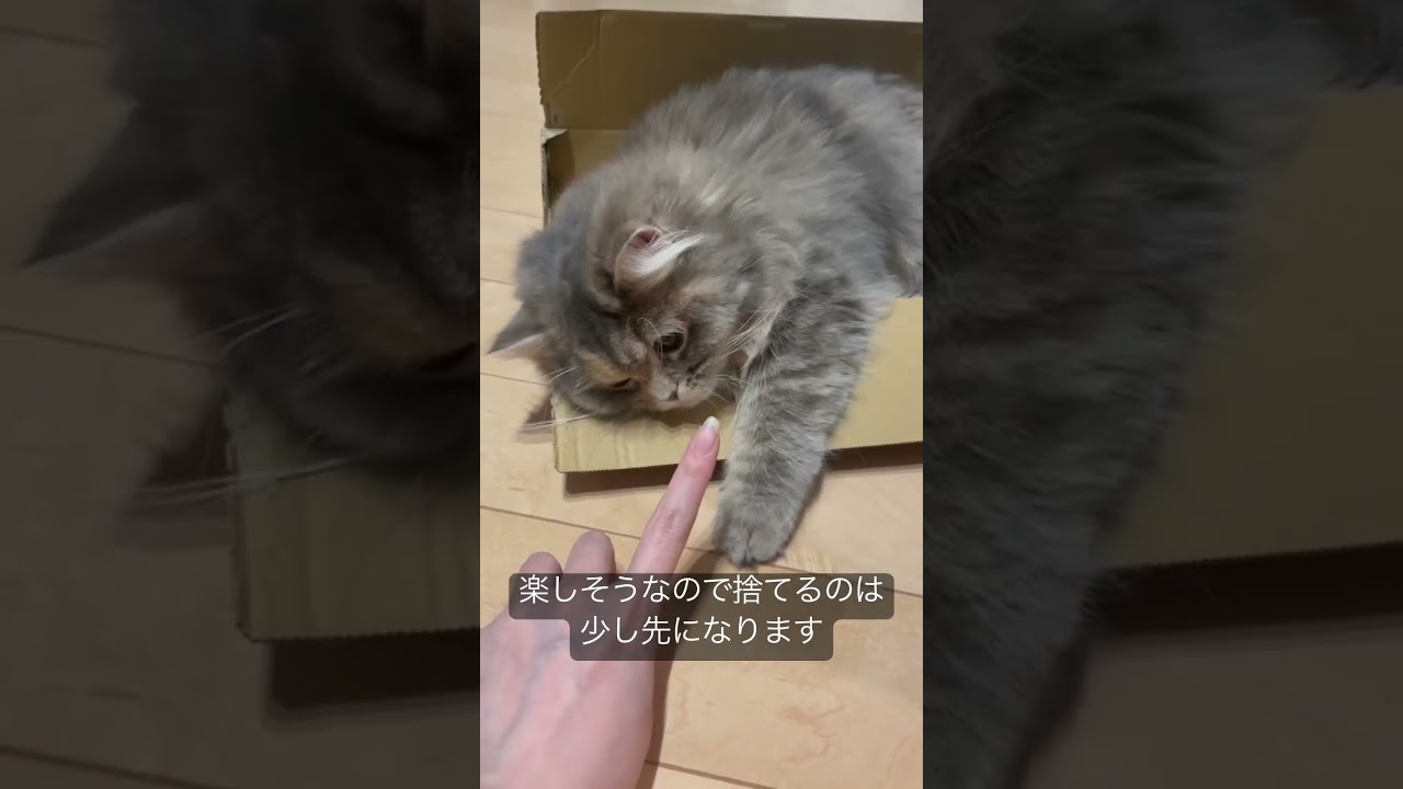 自分に合ったベッドを見つけたラガマフィンの子供　#ラガマフィン #猫のいる暮らし #子猫動画