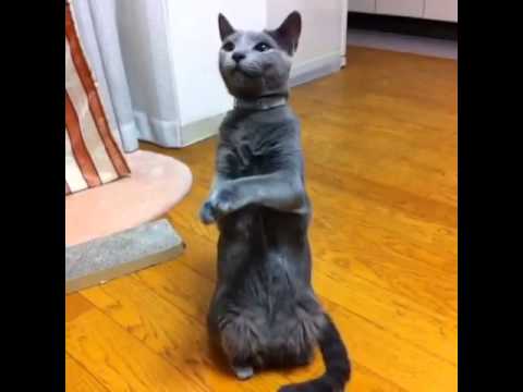 russianblue AO-kun : 碧くん、ちょーだいからのコロン