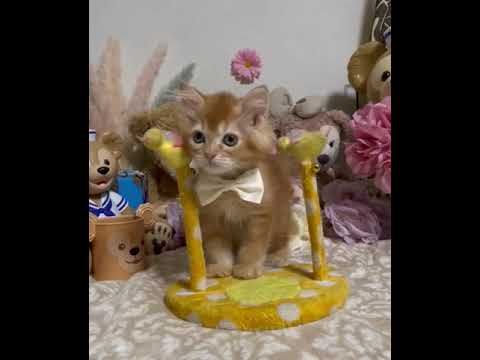 メインクーン レッドタビーの女の子♡