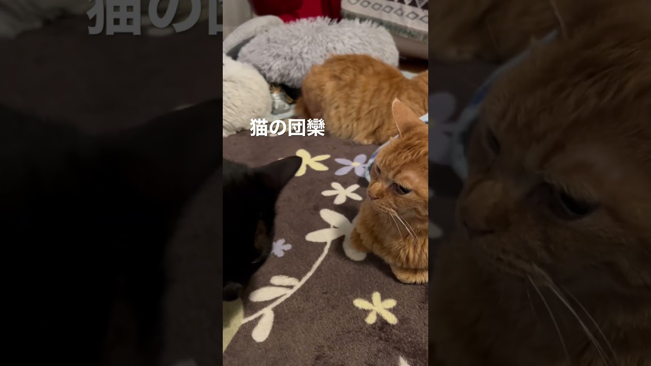 #猫#保護猫#猫のいる暮らし#先住猫#新入猫#譲渡会#cat#ネコ#ねこ#猫好き#茶トラ#黒猫#鍵尻尾#ボブテイル#茶トラ女子部