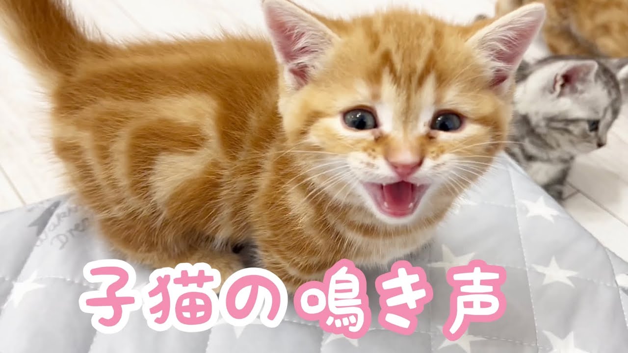 子猫のちゃびくんのかわいい鳴き声💓 Kitten Meowing💓