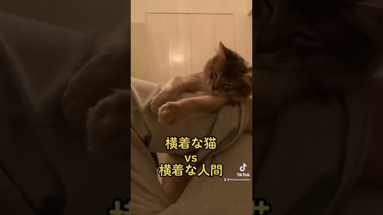 lazy cat vs lazy human.#猫 #cat #ソマリ #somali