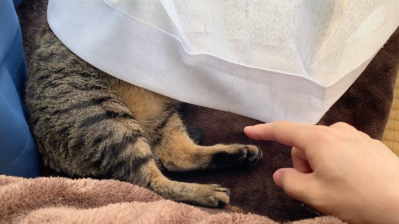 凶暴猫の下半身がはみ出ていたので触ってみた結果...