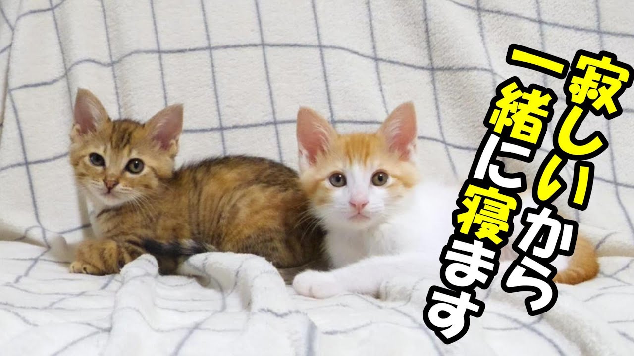 寂しがり屋の子猫たちは一緒にソファーで眠る。【赤ちゃん猫　保護猫】