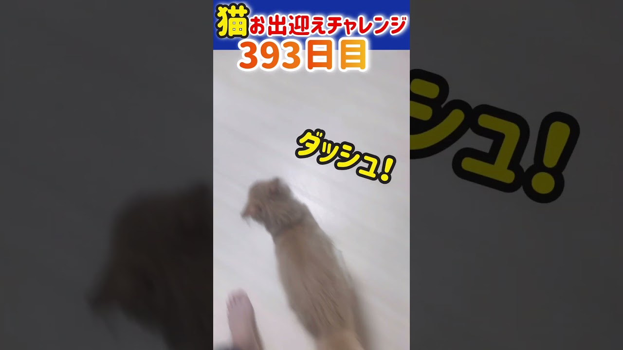 【メインクーン】猫お出迎えチャレンジ393日目 #メインクーン #猫 #アリスさん